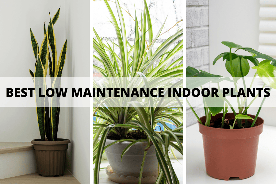 best low maintenance indoor plants